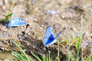 Blue Morpho, Morpho butterfly. Morpho anaxibia. tropic blue butterfly, exotic shiny blue butterfly.
