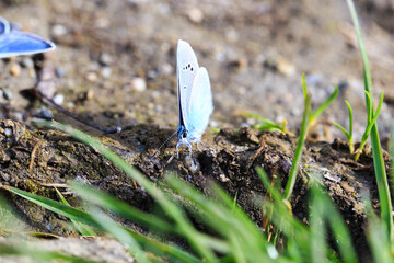 Blue Morpho, Morpho butterfly. Morpho anaxibia. tropic blue butterfly, exotic shiny blue butterfly.