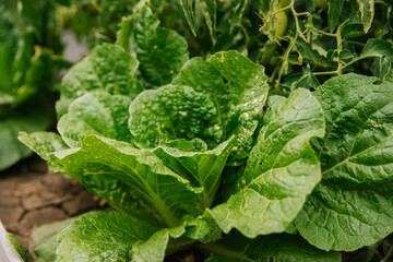 Peking cabbage in the garden. Textured cabbage leaves. The season of picking vegetables. Agricultural industry. Green large leaves of not mature cabbage.