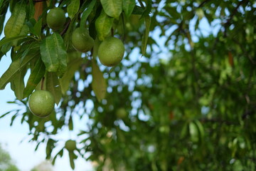 green apple tree