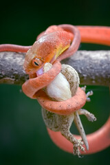 Baby black-headed cat snake-eating prey