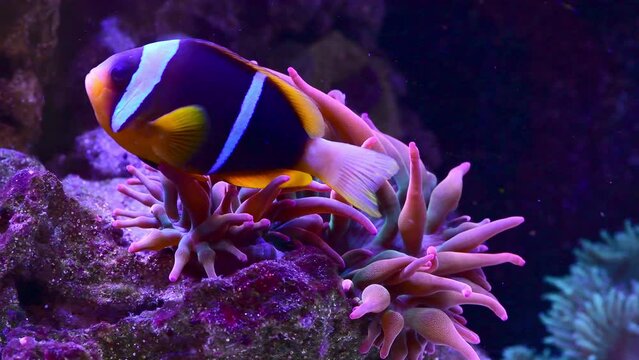 Black african clown fish in a coral reef underwater in the ocean or aquarium. Life in tropical waters. Fish in the sea anemone symbiosis. Underwater seascape in the deep ocean, colourful marine life