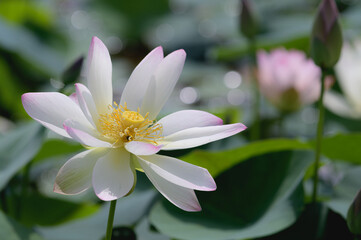 インド原産の蓮