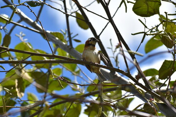bird on a branch