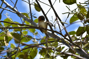 bird on a branch
