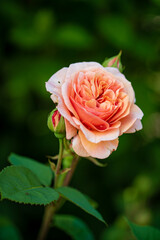 nice roses in the garden