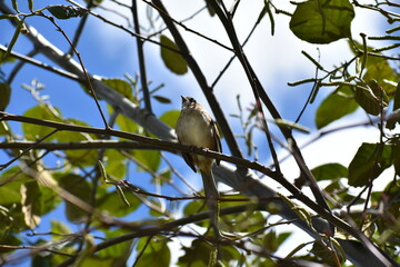 Fototapeta premium bird on a branch