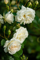 nice roses in the garden