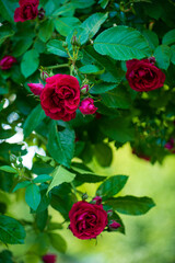 nice roses in the garden