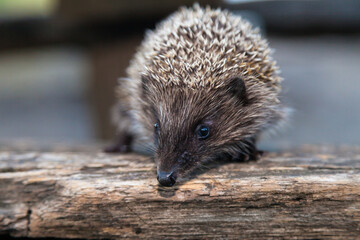 Wild, native, European hedgehog in natural woodland habitat. Scientific name: Erinaceus Europaeus....