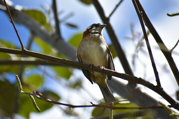 bird on a branch