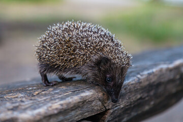Wild, native, European hedgehog in natural woodland habitat. Scientific name: Erinaceus Europaeus. Facing right. Horizontal, landscape - obrazy, fototapety, plakaty