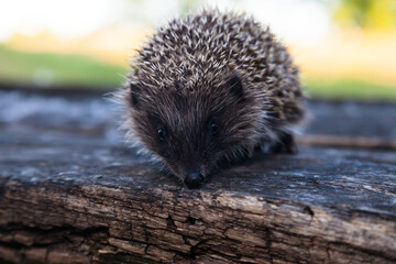Wild, native, European hedgehog in natural woodland habitat. Scientific name: Erinaceus Europaeus. Facing right. Horizontal, landscape © Andrei