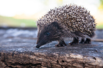 Wild, native, European hedgehog in natural woodland habitat. Scientific name: Erinaceus Europaeus. Facing right. Horizontal, landscape © Andrei