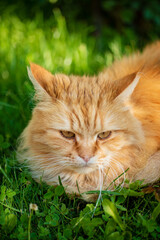 Naklejka na ściany i meble red cat, closeup profile view portrait