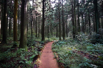 Fototapeta premium cedar forest in the gleaming sunlight