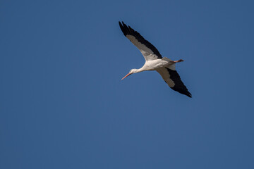 Obraz premium White stork, Ciconia ciconia, in flight. Photo taken in the municipality of Colmenar Viejo, province of Madrid, Spain
