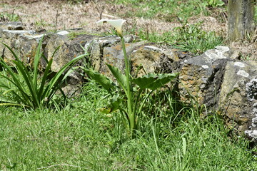 Obraz premium grass and flowers