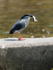 魚を捕食するササゴイ
