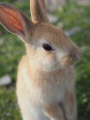 野生の兎