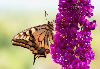 Motyl Paź Królowej  - obrazy, fototapety, plakaty