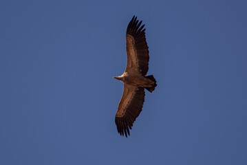 Griffon vulture, Gyps fulvus, in flight. Photo taken in the municipality of Colmenar Viejo, province of Madrid, Spain.