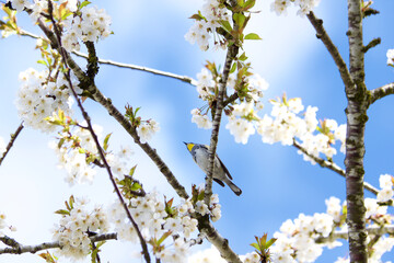 Bird in the Cherry Blossoms