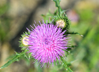 Thistle flower (lat. Carduus) in the summer field 