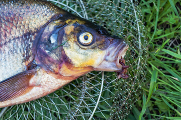 Big fresh bream. Freshly caught river fish. Large tasty fish close-up. Fishing for spinning and...