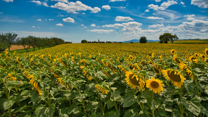 Sonnenblumenfelder in Elsass