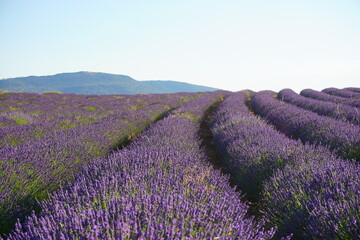 Campo de lavanda en Espa&ntilde;a