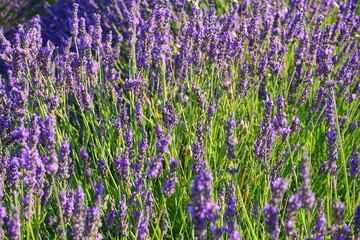 Campo de lavanda en Espa&ntilde;a