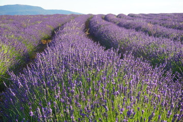 Campo de lavanda en España