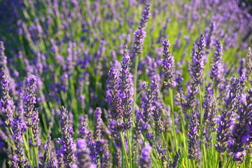 Campo de lavanda en Espa&ntilde;a
