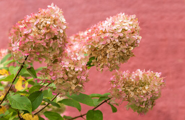 three flower stalks with blossoms, hydrangea paniculata in autumn colours