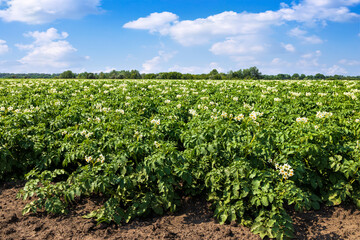 Fototapeta na wymiar potato flowers blooming in the field at summer