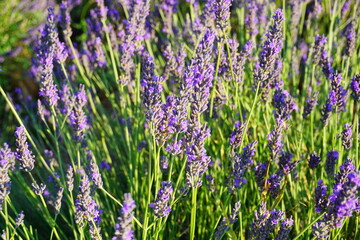 Campo de lavanda en Espa&ntilde;a