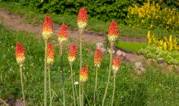A striking bright red stump plant, the Latin name Kniphofia uvaria belongs to the lily family. Knifofia is a genus of perennial flowering plants.