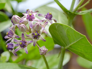 Close up of Calotropis Gigantea or purple crown flower or Giant Indian Milkweed