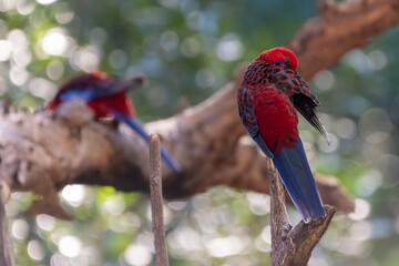 Crimson rosella (Platycercus elegans) preening on a perch