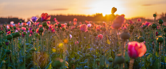 Mohnfelder im Sonnenaufgang, Niederösterreich zur Mohnblüte - farbenfrohes florales Banner mit romantischer Morgenstimmung - obrazy, fototapety, plakaty