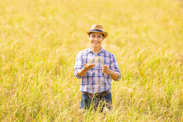 Naklejka na ściany i meble Production of natural food. Agribusiness. Handsome farmer specialist holding ripe rice ears at agricultural plots rice planting in sunny day, looking camera and smiling. Rice swinging in the wind.
