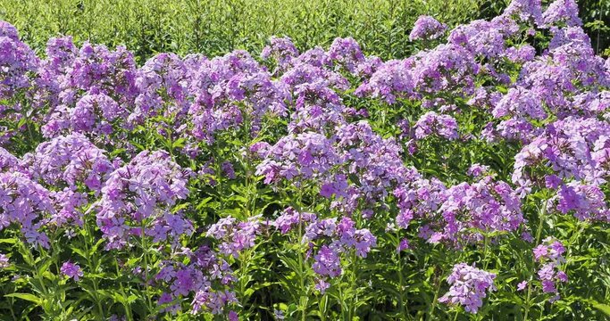 Phlox paniculata | Phlox Amethyst Pearl, ornamental flowers in rounded panicles on flexible stems floating in the wind, their sweet scent attracting  butterflies such as a Macroglossum stellatarum