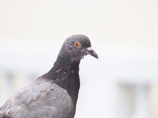 close up of a pigeon