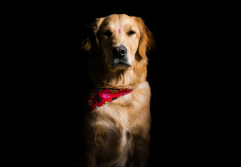 retrato de perra golden retriever en fondo negro con expresión de la cara seria y neutral mirando...