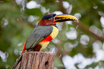 Chestnut-eared Aracari (Pteroglossus castanotis), perched, Pouso Alegre, Mato Grosso, Brazil.