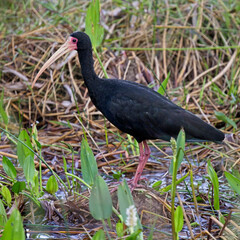 Bare-faced Ibis (Phimosus infuscatus), Pouso, Alegre, Mato Grosso, Brazil.