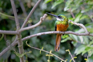 Rufous-tailed Jacamar, (Galbula ruficauda), perched on a branch, Pouso Alegre, Mato Grosso, Brazil.