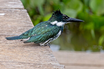 Amazon Kingfisher (Chloroceryle amazona) female perched on the side of a bridge, Pouso Alegre, Mato...