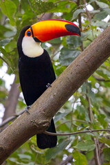 Toco Toucan, (Ramphastos toco), perched in a tree, Pouso Alegre, Mato Grosso, Brazil.